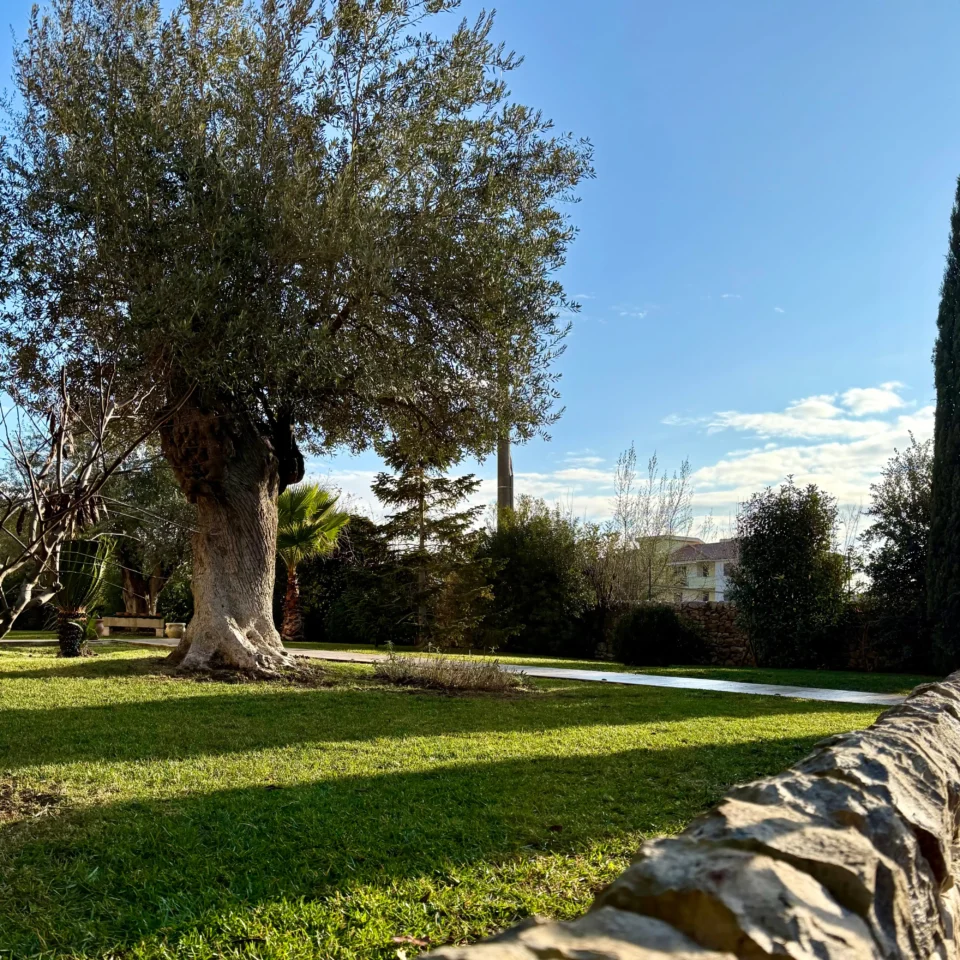 Prato verde con ulivo in primo piano e muro a secco in prospettiva