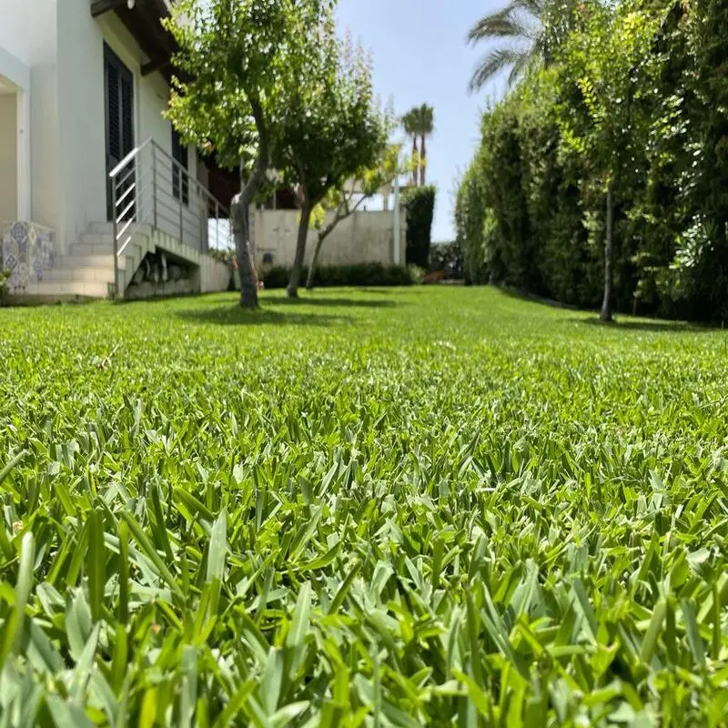 Tappeto erboso rigoglioso in fase di irrigazione programmata.